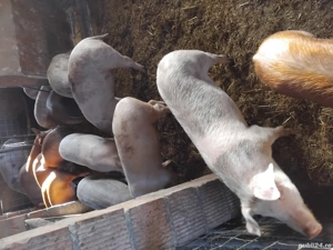 vand purcei si soldani - imagine 5