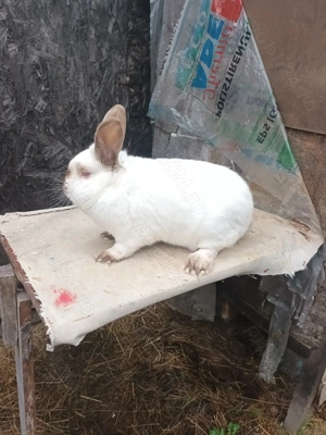 Iepuri rasa californian  - imagine 5