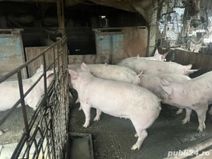 vand porci  - imagine 3