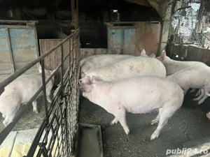 vand porci  - imagine 4