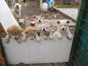 Cățeluși akita inu japonez - imagine 4