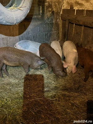 Soldani de vanzare! - imagine 4