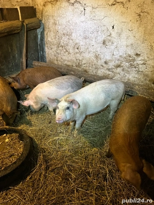 Soldani de vanzare! - imagine 5