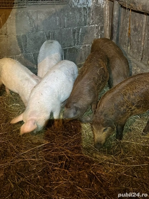 Soldani de vanzare! - imagine 3