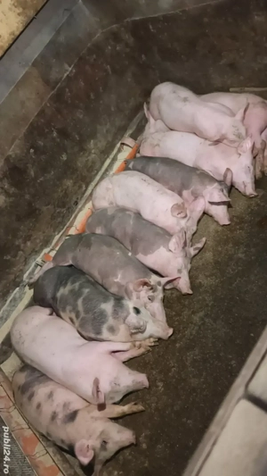 Vand purcei - imagine 2