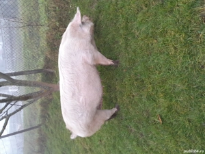 vând    o    scroafă 