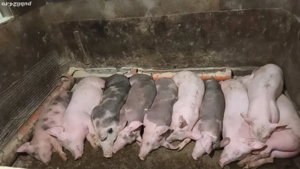 Vand purcei - imagine 3