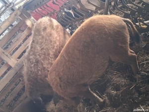 Porci mangalița  - imagine 3