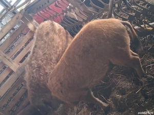 Porci mangalița  - imagine 2