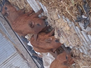 Purcei mangalița roșu  - imagine 2