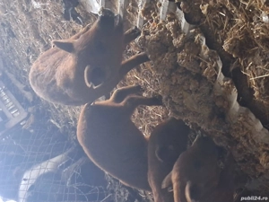 Purcei mangalița roșu  - imagine 3