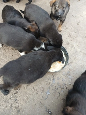 Ofer spre adopție 7  puiuți 