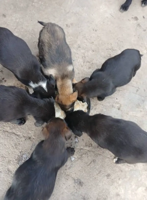 Ofer spre adopție 7  puiuți  - imagine 2