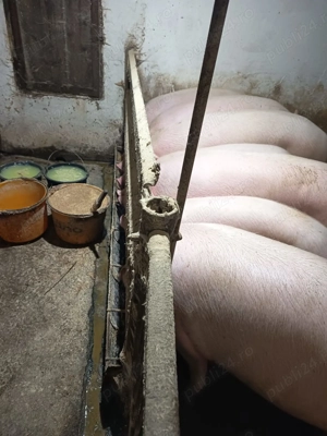 porci gospodarie - imagine 3