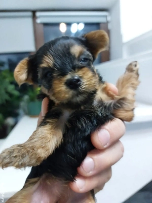 York Shire Terrier - imagine 2