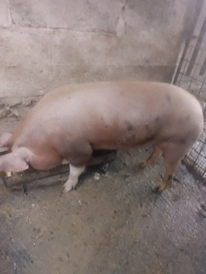 Vând porc duroc