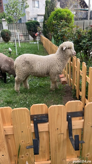 Vand mielute Turcane - imagine 2