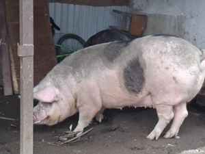 Vand porc 15 lei in viu kg.