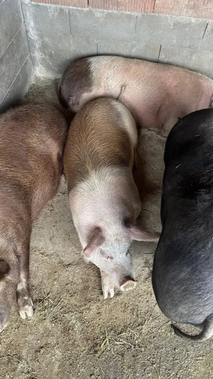 Vand Porc Gras pt sacrificat - imagine 3