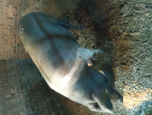 Porci Bazna  - imagine 3