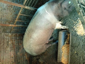 Porci Bazna  - imagine 2