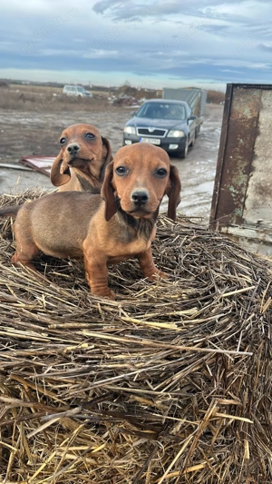 Vand căței tekeri virsta 3 luni - imagine 3