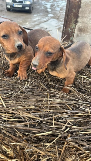 Vand căței tekeri virsta 3 luni - imagine 2