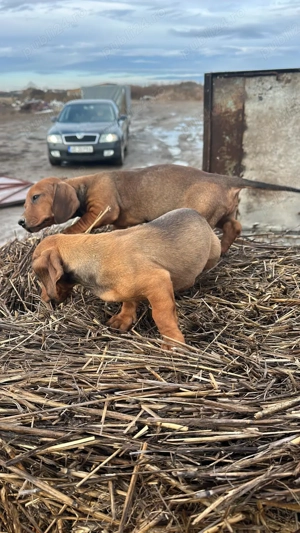 Vand căței tekeri virsta 3 luni