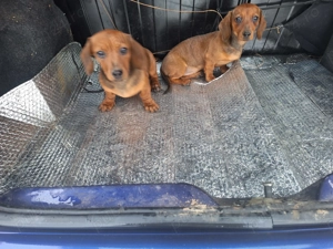 Vand căței tekeri virsta 3 luni - imagine 4