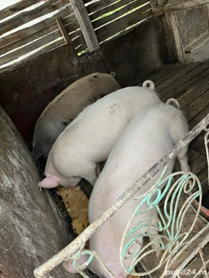 Vand porc la alegere 15 lei kg  - imagine 4