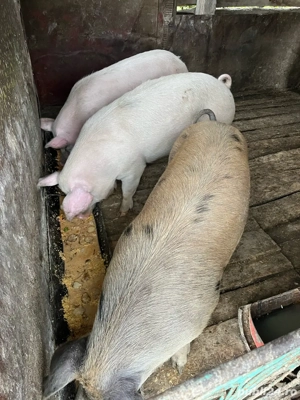 Vand porc la alegere 15 lei kg  - imagine 3