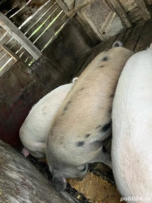 Vand porc la alegere 15 lei kg  - imagine 2