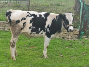 junică de vânzare are un an  - imagine 2