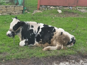 junică de vânzare are un an 