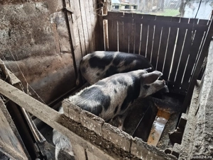 porci de vânzare  - imagine 3