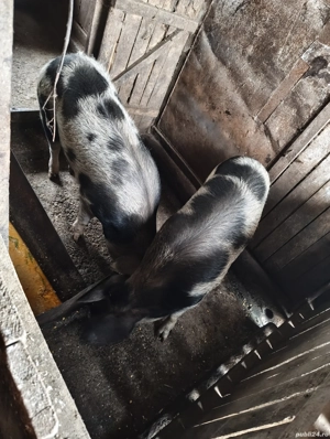 porci de vânzare  - imagine 5