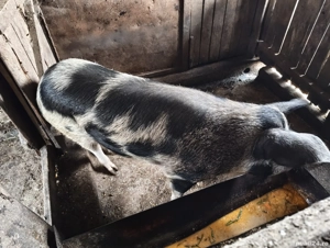 porci de vânzare  - imagine 2