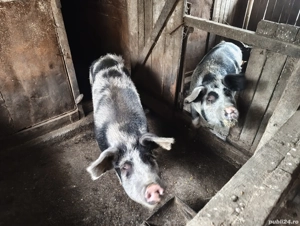 porci de vânzare 