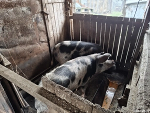 porci de vânzare  - imagine 4