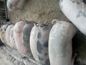 Vînd șoldani  satu nou de jos