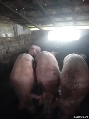 Vând porcii - imagine 4