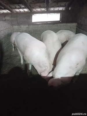 Vând porcii - imagine 2