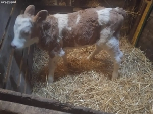 vand vitea foarte frumoasă  - imagine 2