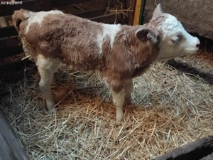 vand vitea foarte frumoasă  - imagine 3