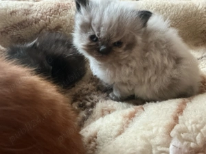 Pisicuța persana chincilla silver shaded - imagine 3