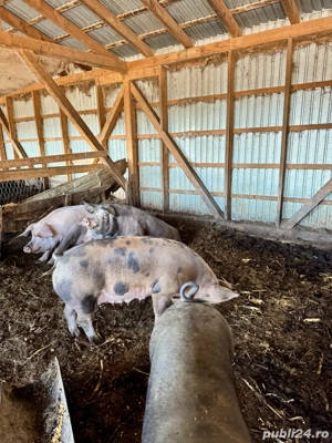 vand porci - imagine 2