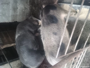 De vanzare porci pentru sacrificat  - imagine 2