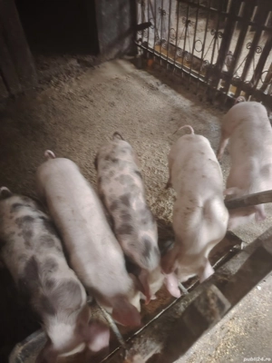 vând purcei  - imagine 2