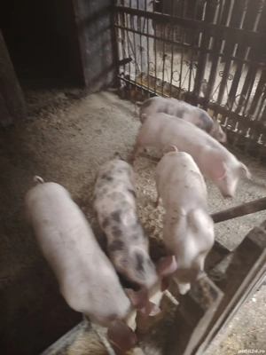 vând purcei  - imagine 3