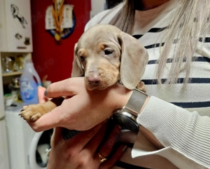 Teckel,Tacsko,Dauchund   - imagine 2